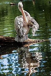 《德尔维瑞姆》序章免费试玩 联机沙盒生存冒险